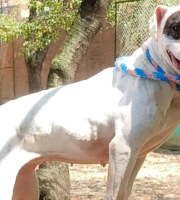 Perro es un espacio libre con collar 