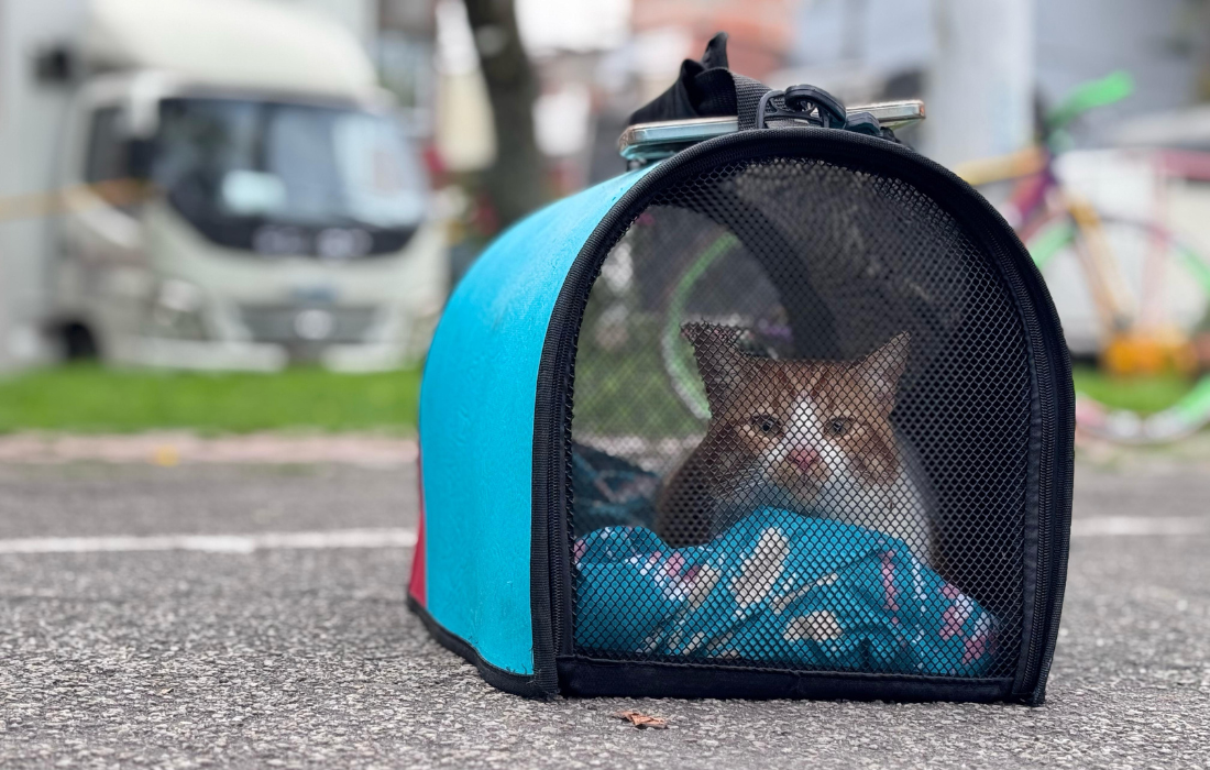 En el Día mundial de la Esterilización Animal, Bogotá reafirma su compromiso con el bienestar y la tenencia responsable