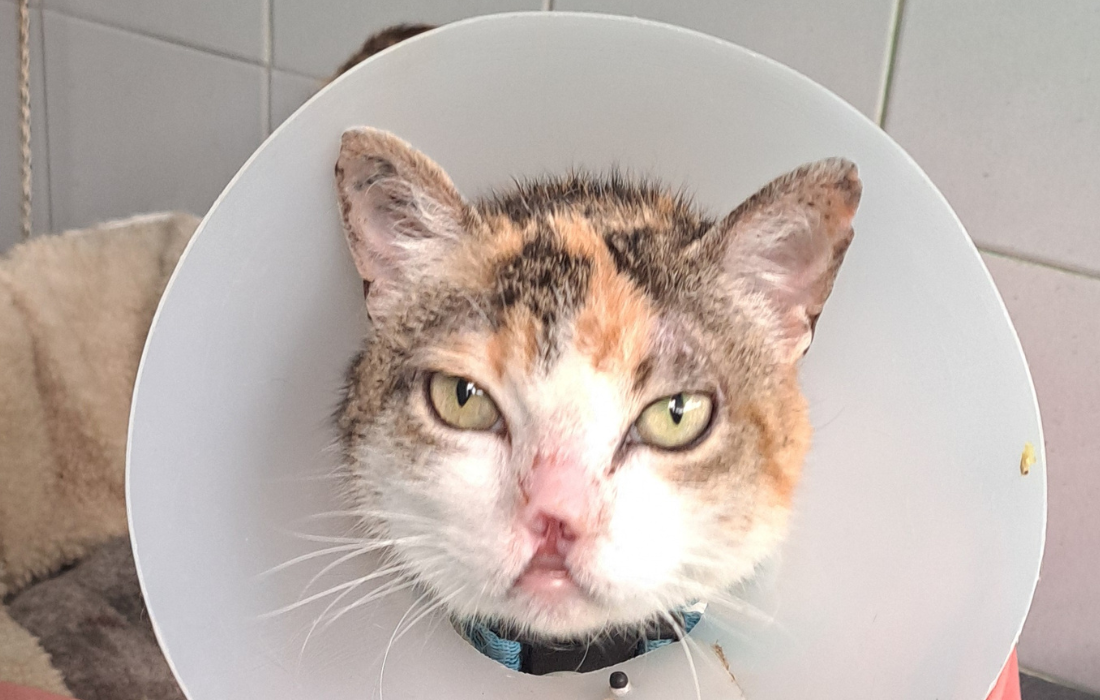 Amanda: la gata que nunca dejó de creer en el amor