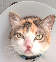 Amanda: la gata que nunca dejó de creer en el amor