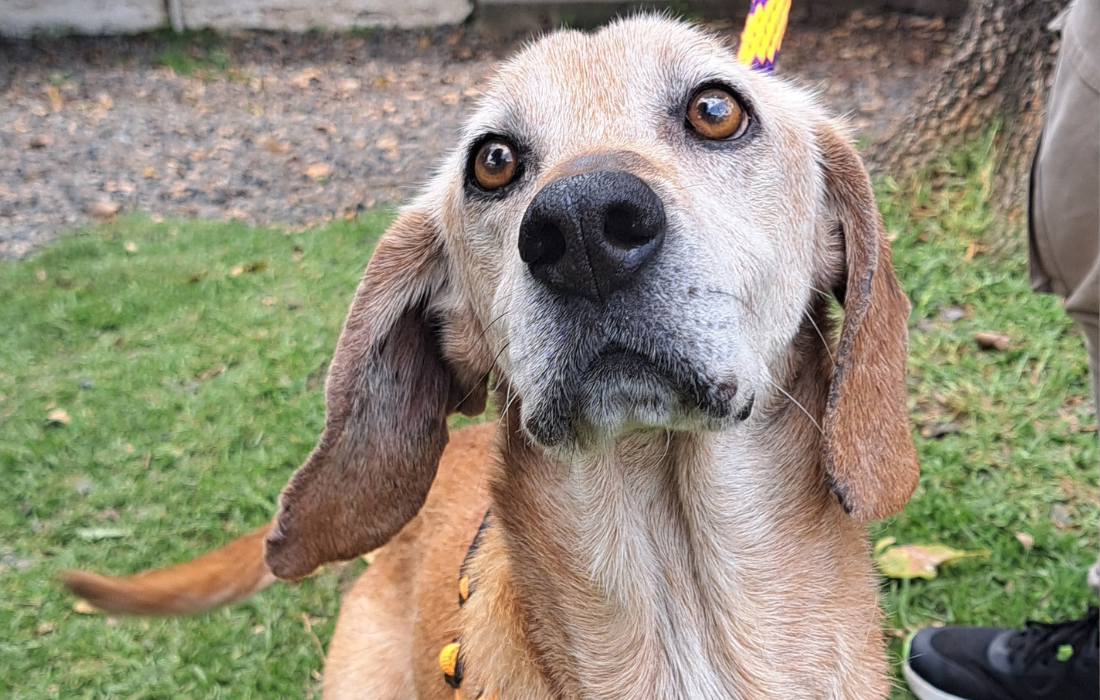 El Rescate de Coffee: La indiferencia que Salvó la Vida de un Perro en Abandono