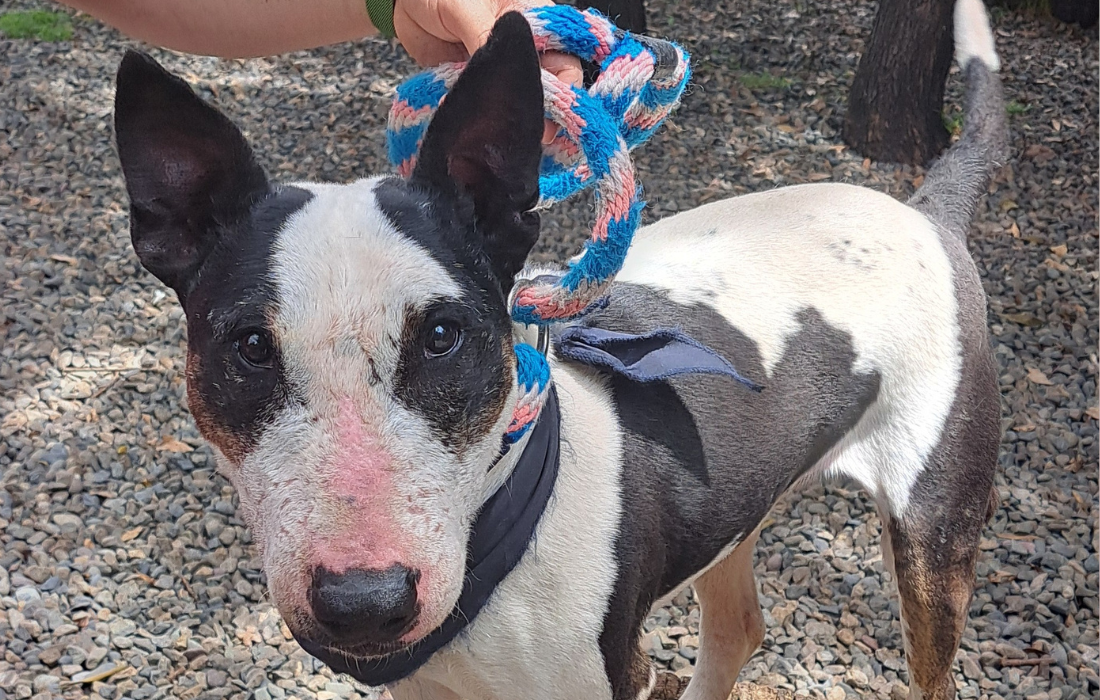 Frodo, el guerrero ingles de corazón noble que espera un hogar