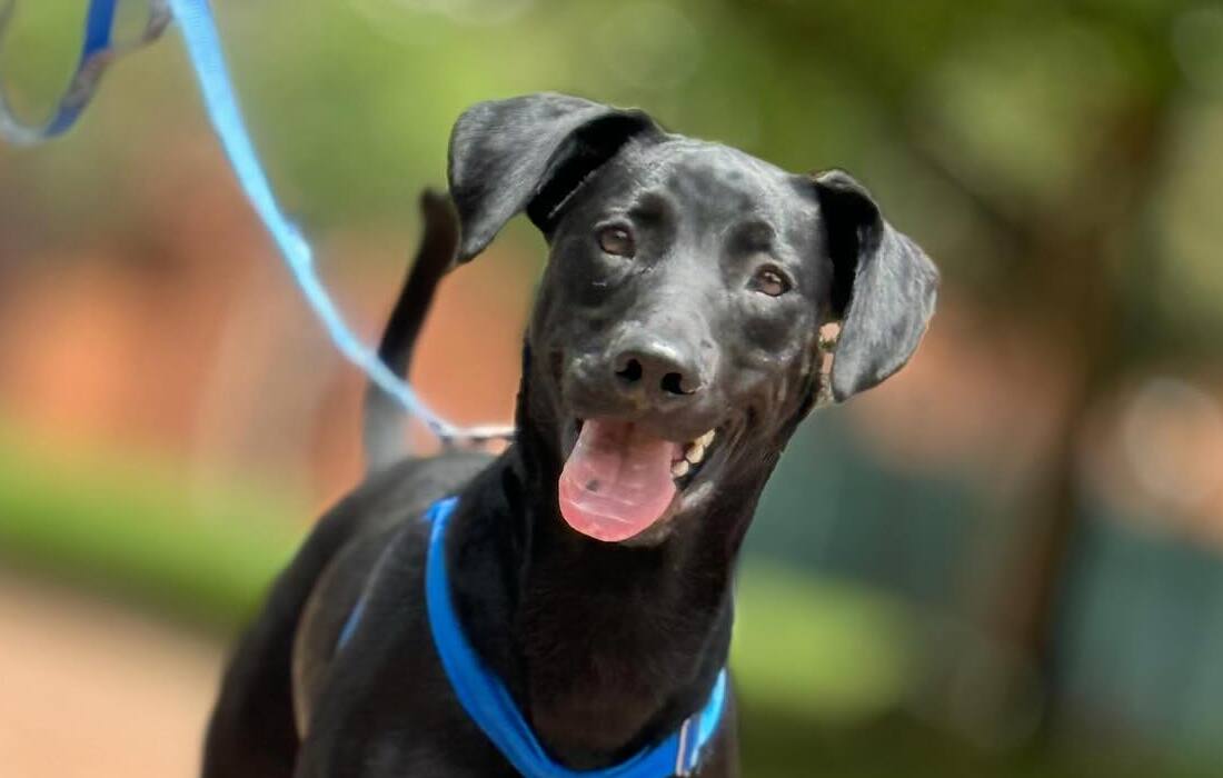 El gremio de taxistas se suma a la jornada de adopción “Ponte en sus patitas”. para dar una segunda oportunidad a perros y gatos rescatados