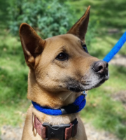 perrita hembra al aire libre con collar color azul