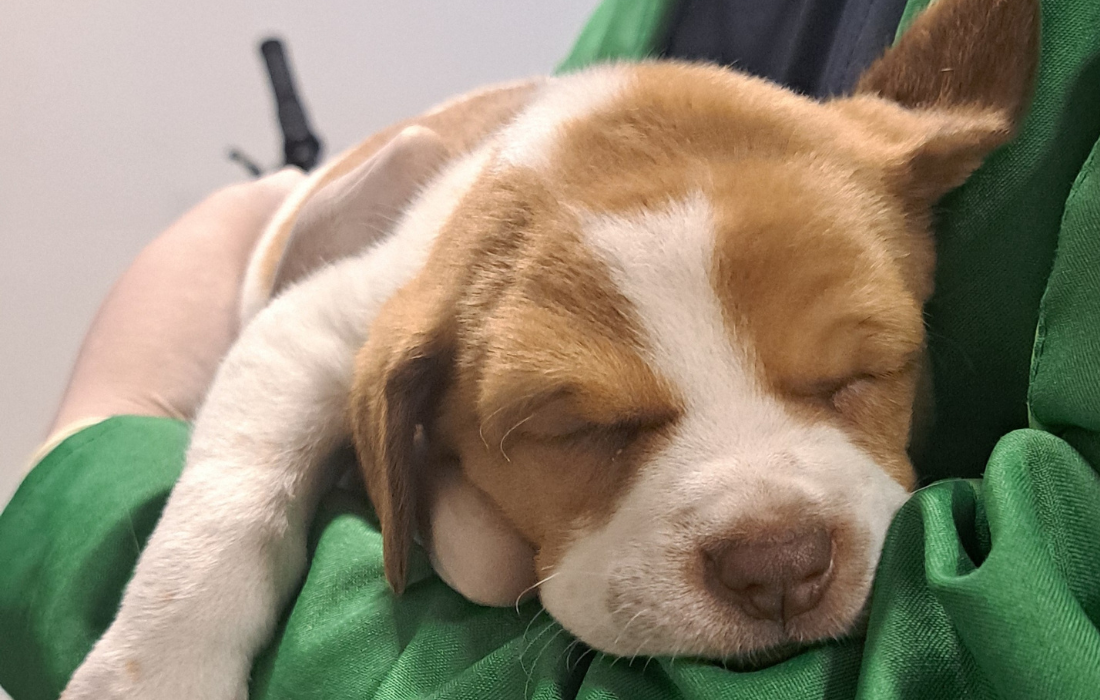 Presunto caso de abandono de una cachorra en el aeropuerto El Dorado
