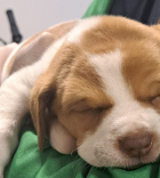 Cachorro en brazos de un trabajador 