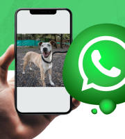 imagen de perro al aire libre en pantalla del celular que sostiene la mano de una persona