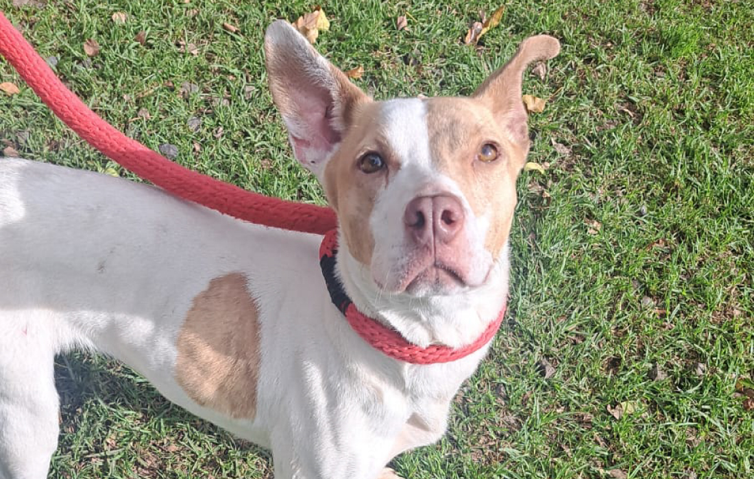¡En Semana Santa las adopciones no paran! Cerca de 50 animales de compañía siguen esperando un hogar