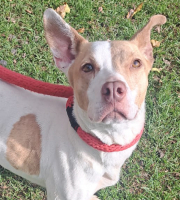 Perro color blanco con manchas cafés y collar rojo