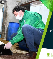 Caballero con tapabocas atendiendo a un animal rescatado