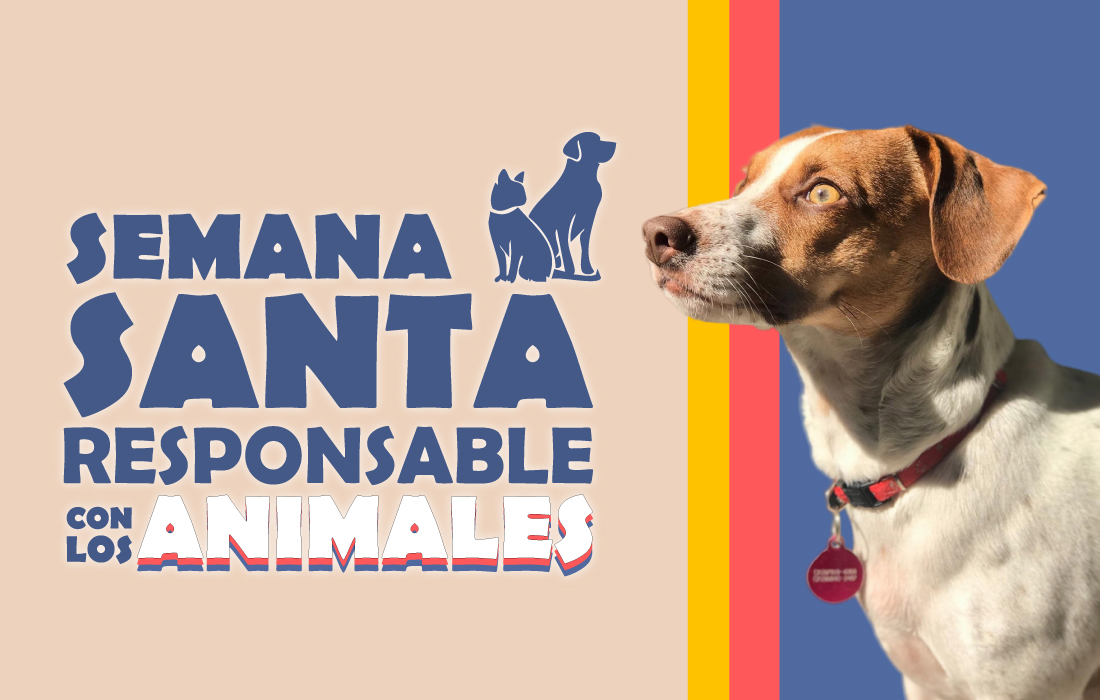 Semana Santa Responsable con los Animales, la campaña con la que el IDPYBA busca fomentar su cuidado y protección