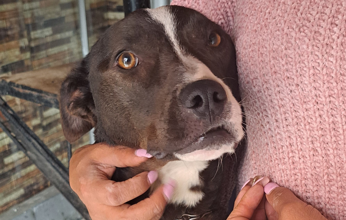 Una princesa en la montaña: la historia de una perrita abandonada que conmovió a Ciudad Bolívar