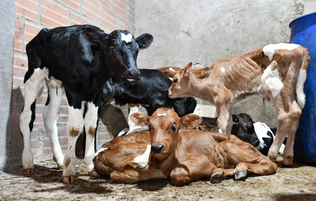 Los terneros machos: el descarte de la ganadería de leche en Bogotá