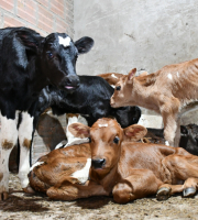 5 vacas en espacio reducido al aire libre  