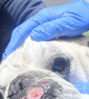 perrita examinada por veterinarios, se ven los guantes de la persona que la atiende