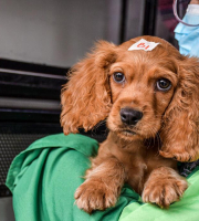 perro cafe, encima de chaqueta verde 