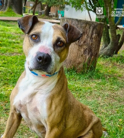 Jornada de adopción y vacunación este 24 de mayo en  el Parque Comercial La Colina 138