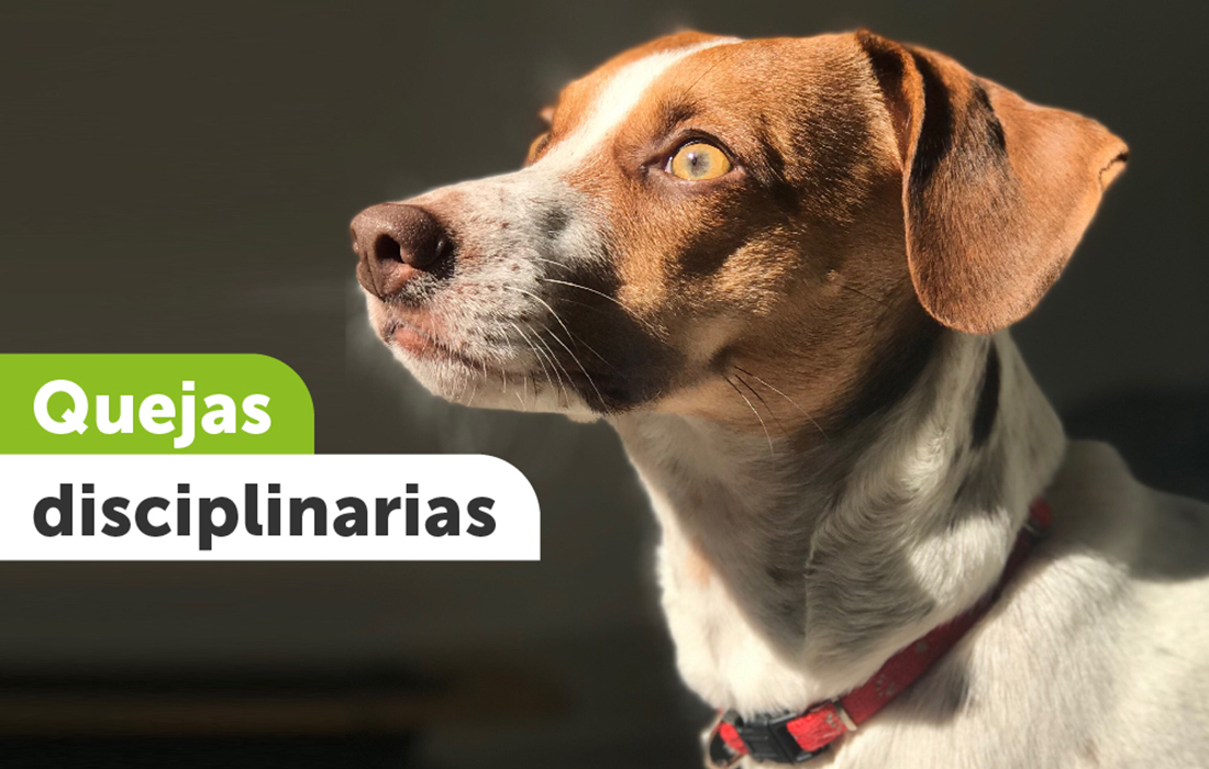 imagen creada en el IDPYBA, con perro mirando al horizonte 