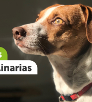 imagen creada en el IDPYBA, con perro mirando al horizonte 
