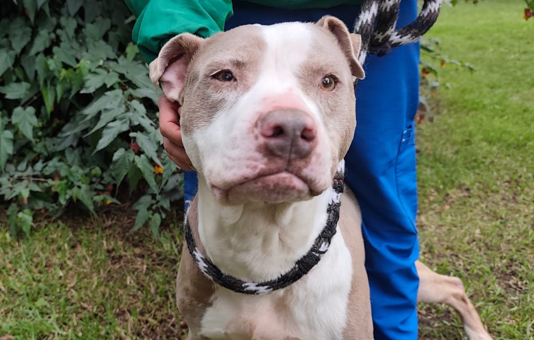 Lana, la Pitbull de Corazón Gigante