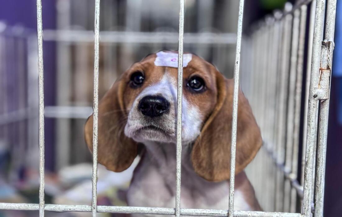 Gaticos y Perritos en el parque