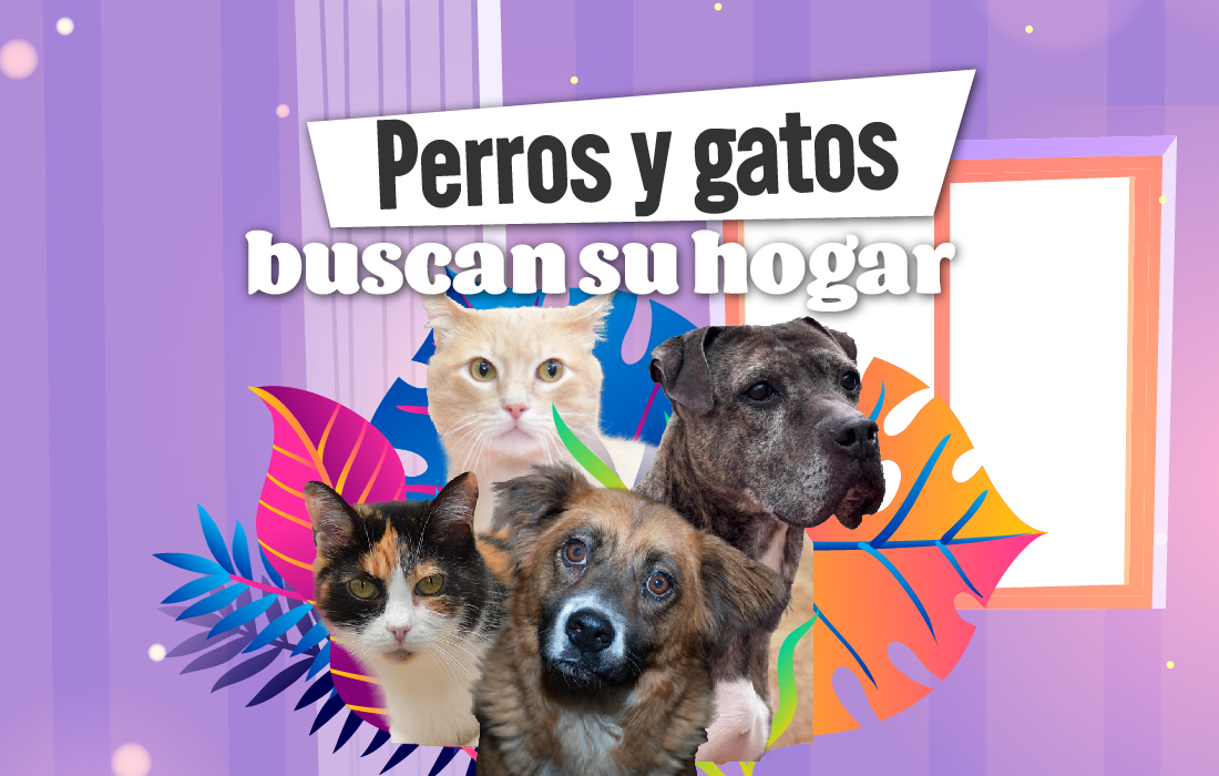Bogotá lanza portal web para publicar y encontrar animales perdidos 