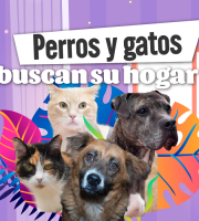 perros y gatos perdidos buscan un hogar