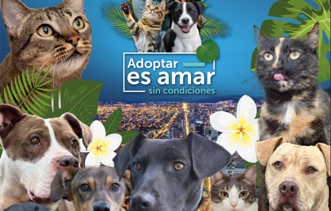 Bogotá presenta los animales de compañía disponibles para adopción