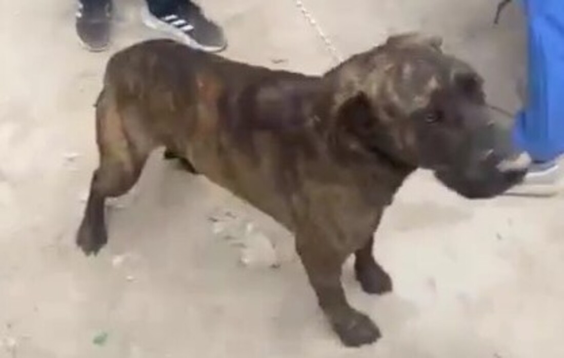 20 animales aprehendidos en bosa potreros