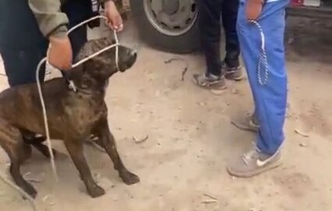 20 animales aprehendidos en bosa potreros