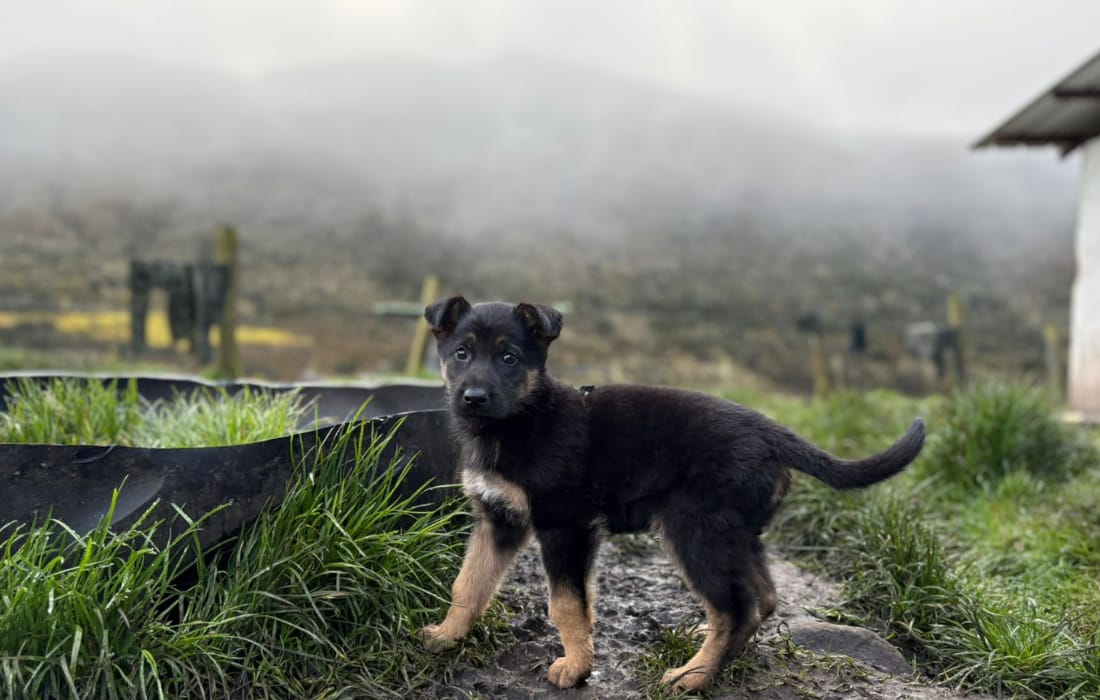 101 animales esterilizados en Sumapaz