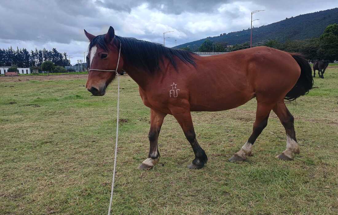 Adopción caballos y caninos 
