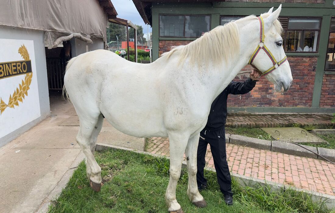 Adopción caballos y caninos 