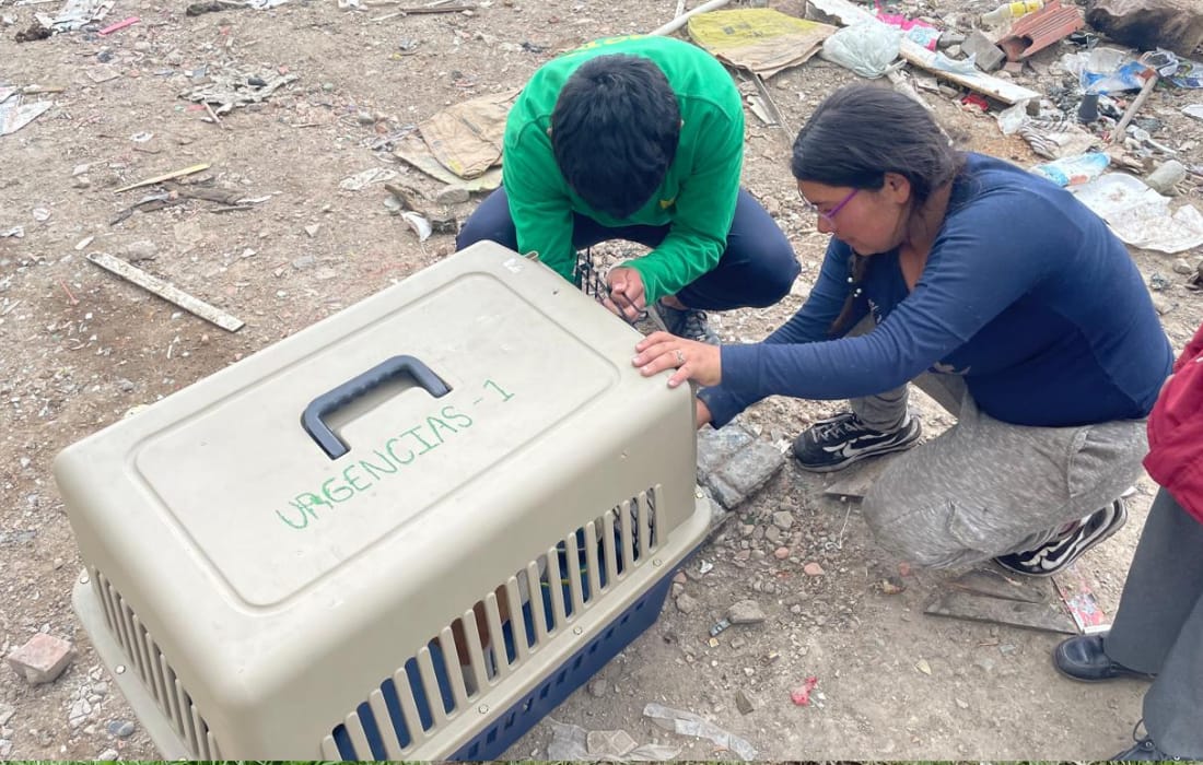 Más de 40 perros y gatos vulnerables fueron esterilizados