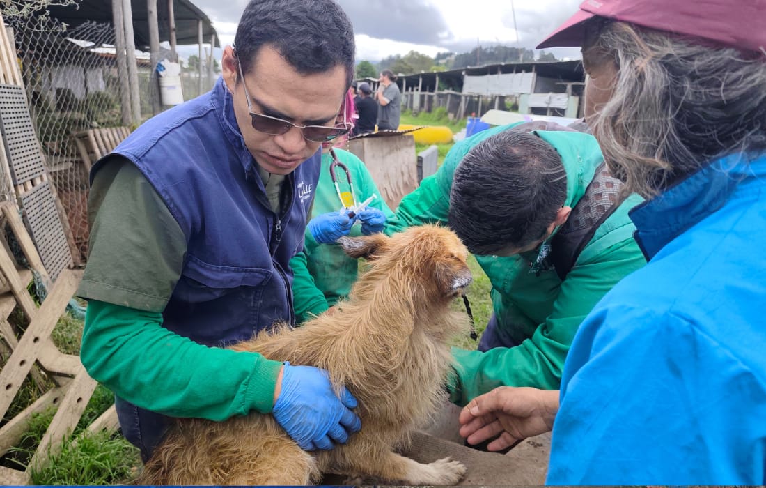 Más de 40 perros y gatos vulnerables fueron esterilizados