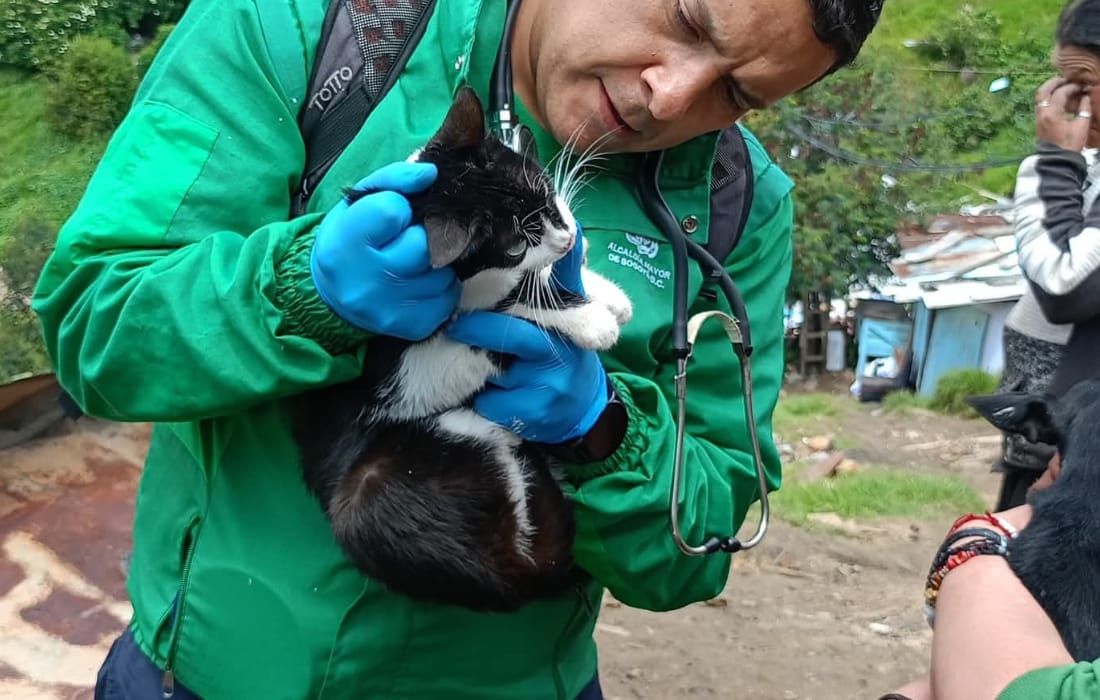 Más de 40 perros y gatos vulnerables fueron esterilizados
