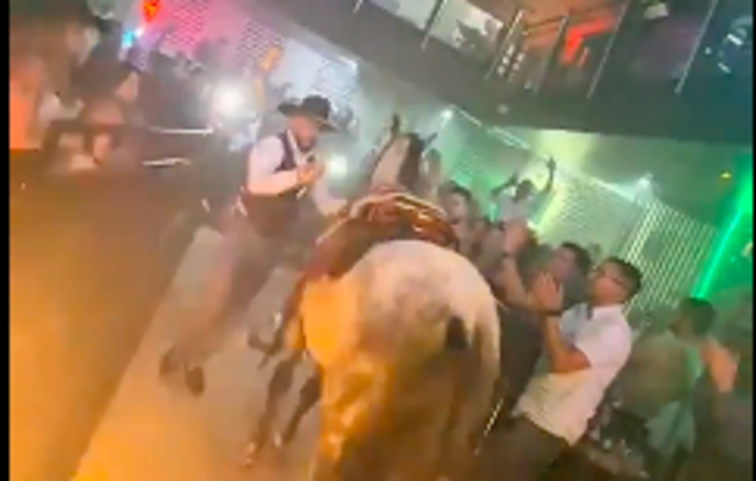 Distrito continúa con las investigaciones por presunto maltrato de caballo en bares de Bogotá