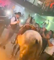 Distrito continúa con las investigaciones por presunto maltrato de caballo en bares de Bogotá