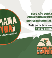 invitación semana Pyba