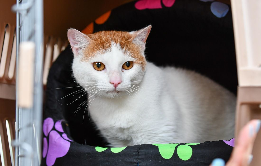 Día Mundial de los Animales con jornada de adopción y actividades pedagógicas