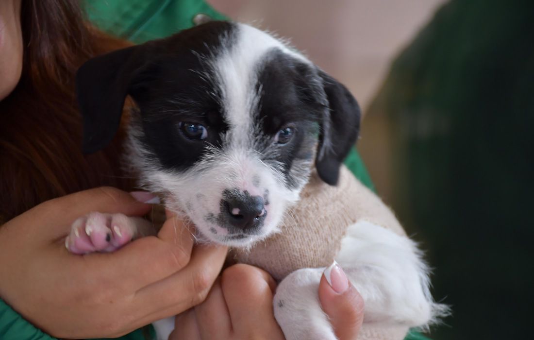 Día Mundial de los Animales con jornada de adopción y actividades pedagógicas