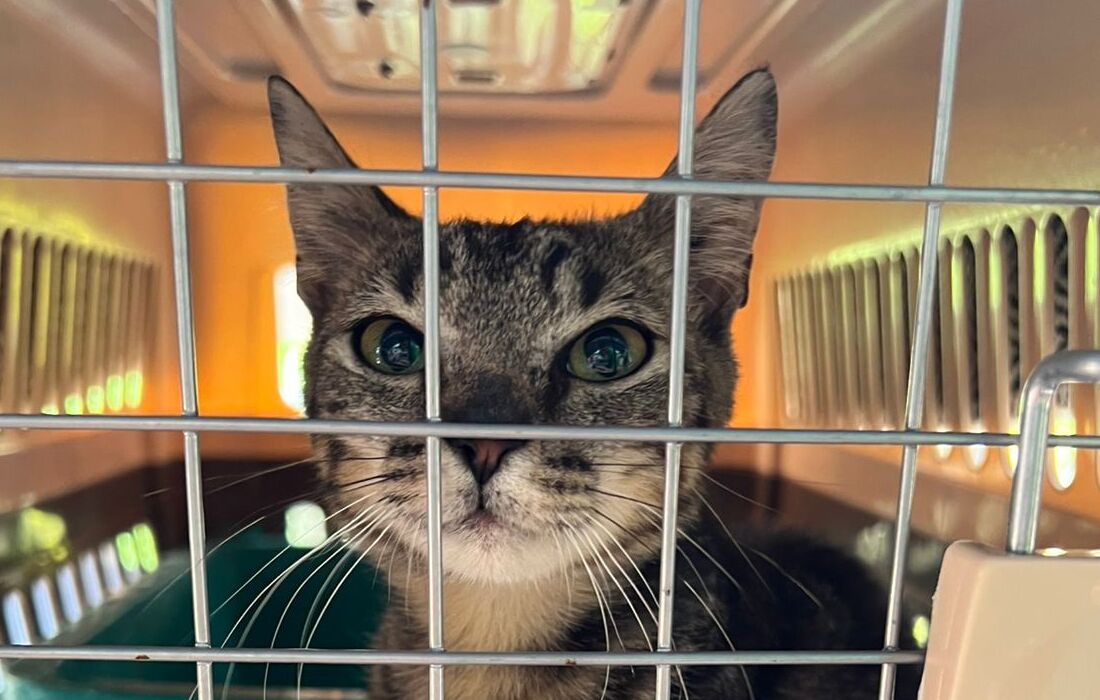 Día Mundial de los Animales con jornada de adopción y actividades pedagógicas