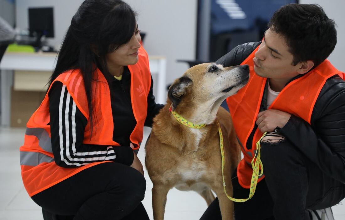El IDPYBA invita a participar responsablemente en el Simulacro Distrital de Evacuación 2025 con sus animales de compañía