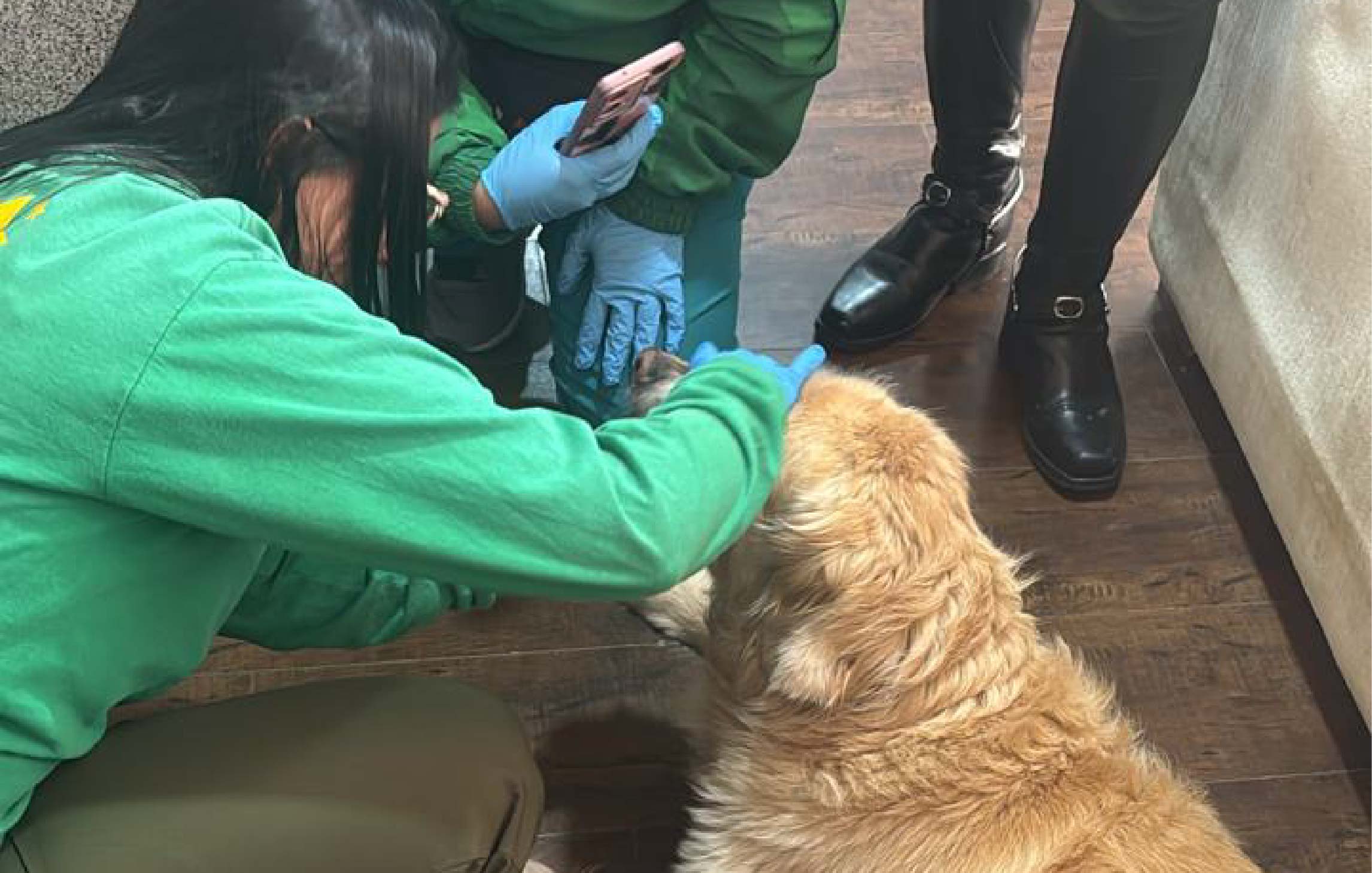 Distrito rescató a Samantha, víctima de presunto maltrato animal en Usaquén