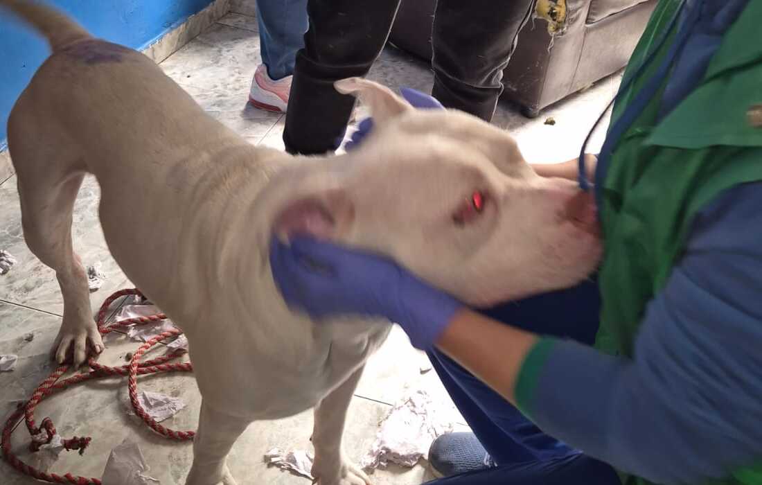 Rescatado Rugger, un perro víctima de maltrato en Kennedy