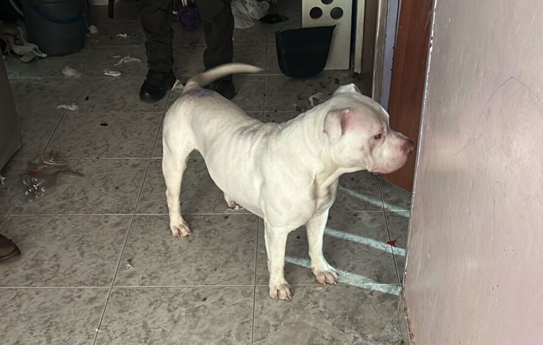 Rescatado Rugger, un perro víctima de maltrato en Kennedy