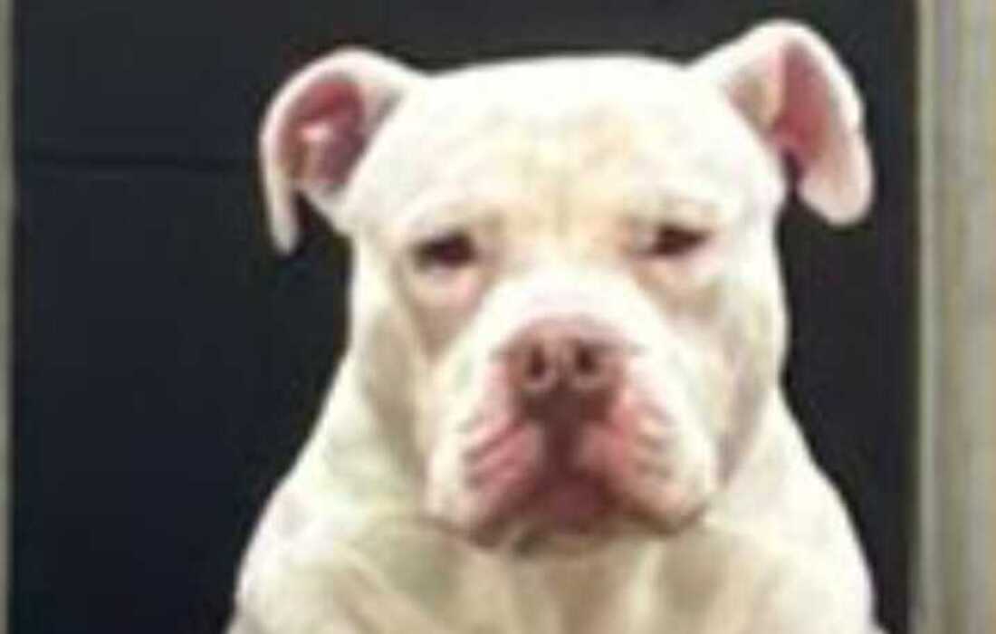 Rescatado Rugger, un perro víctima de maltrato en Kennedy