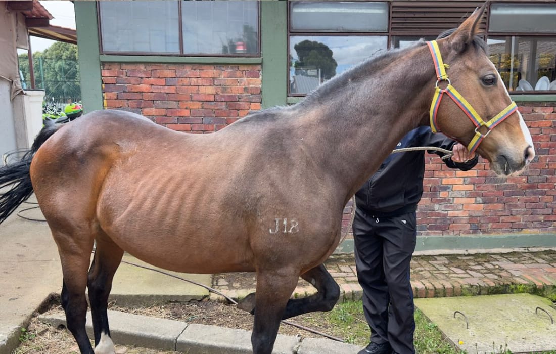 Equinos héroes entregan sus riendas de servicio: 10 caballos inician una nueva vida junto a sus familias adoptantes