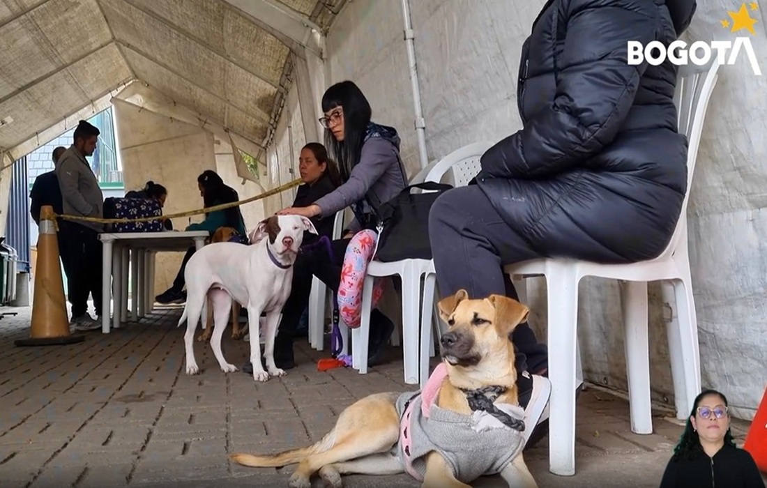 Bogotá habilita 3.000 cupos de esterilización para el mes de febrero y abre plataforma para agendarse