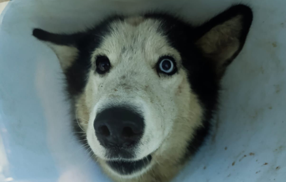 Fotos de Scar antes y después